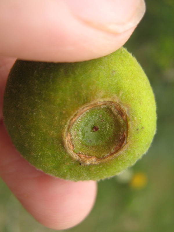 sete_capotes_--campomenesia_guazumifolia--huerta