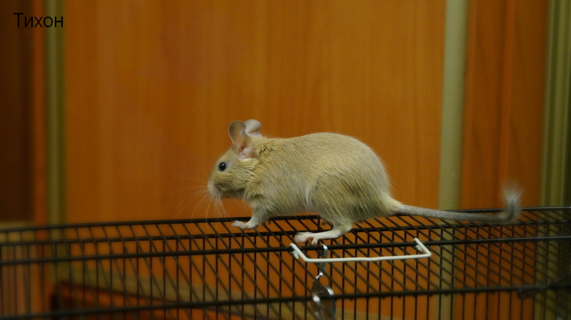 DSC08807_12-17-28