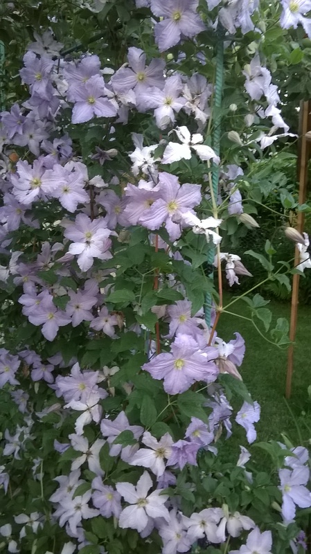 WP_20150625_20_59_35_Pro
