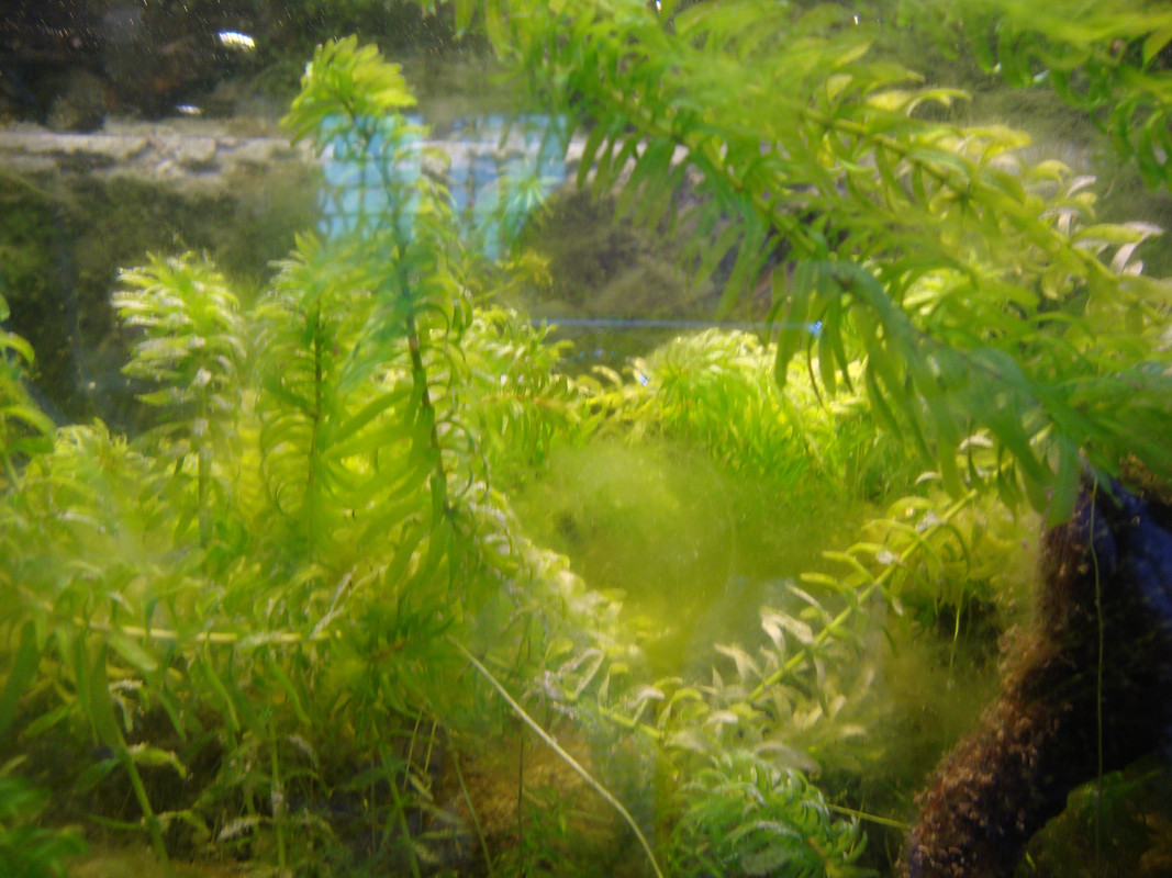 Acquario infestato (2)