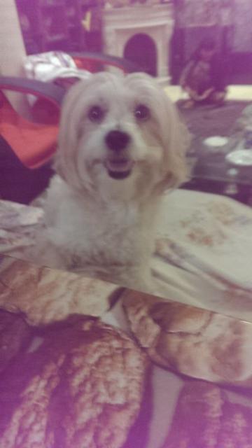 volghan hosseini (138)