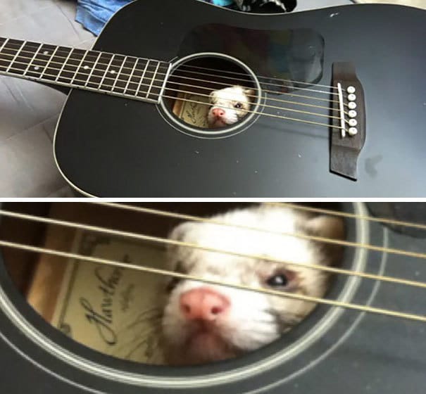 17 очень смешных животных, которые попали впросак