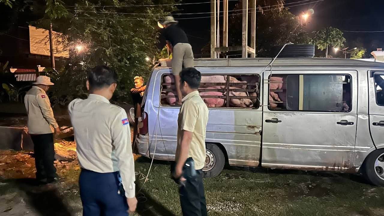 twenty four pigs seized vietnam smuggling cambodia news 2026 345343