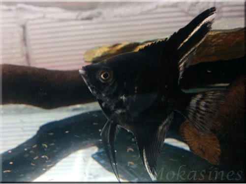 mokasines-marmol-negro-raya-zpsbzhizucn.