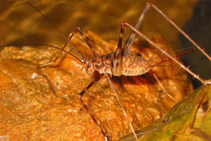 DE TORTUGAS Y PEREZOSOS. COSTA RICA 2019 - Blogs de Costa Rica - DIA 9: CAVERNAS DE VENADO (18)
