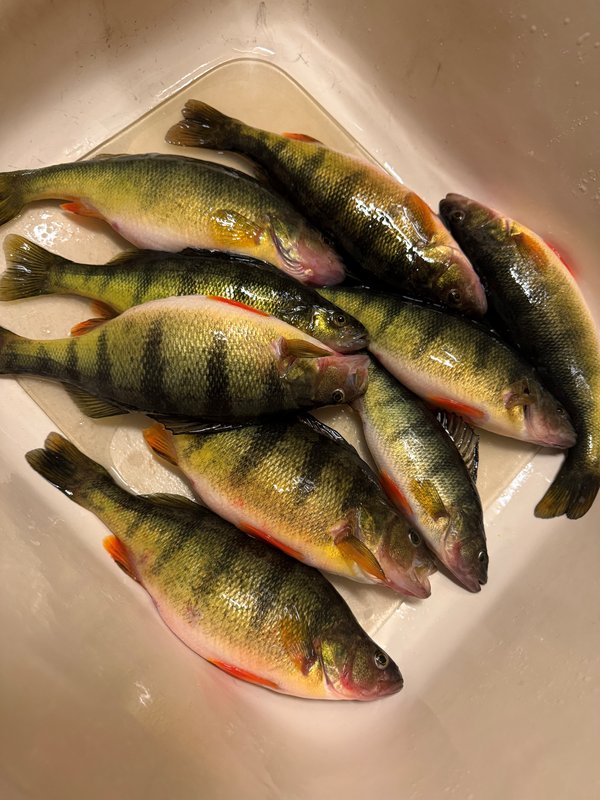 perch