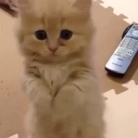 giphy downsized large