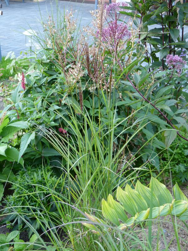 2014-09-02 Miscanthus Sämling 1