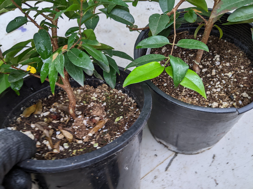 PXL_20230617_185241446