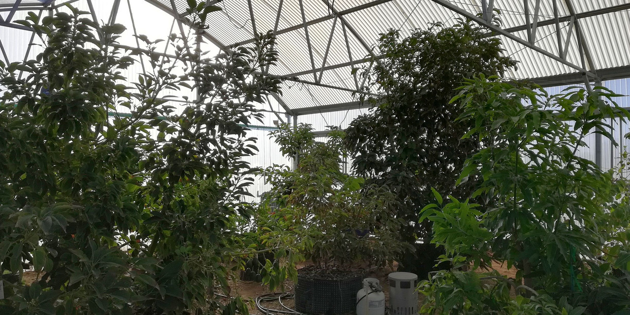GreenhouseFeb7