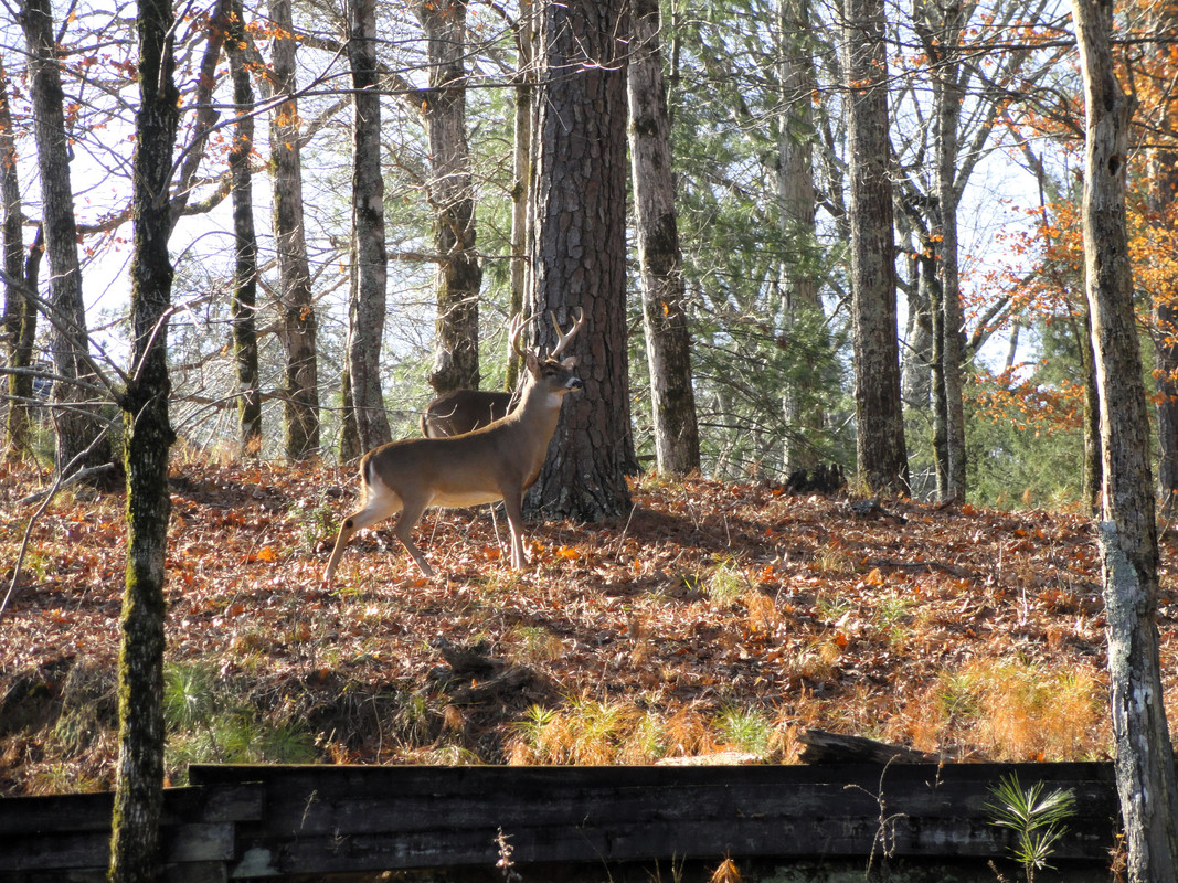 big-buck-2.jpg