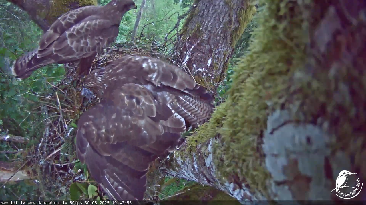Melnās klijas (Milvus migrans) Kurzemē_ peļu klijāni (Buteo buteo) 12-53-3 screenshot