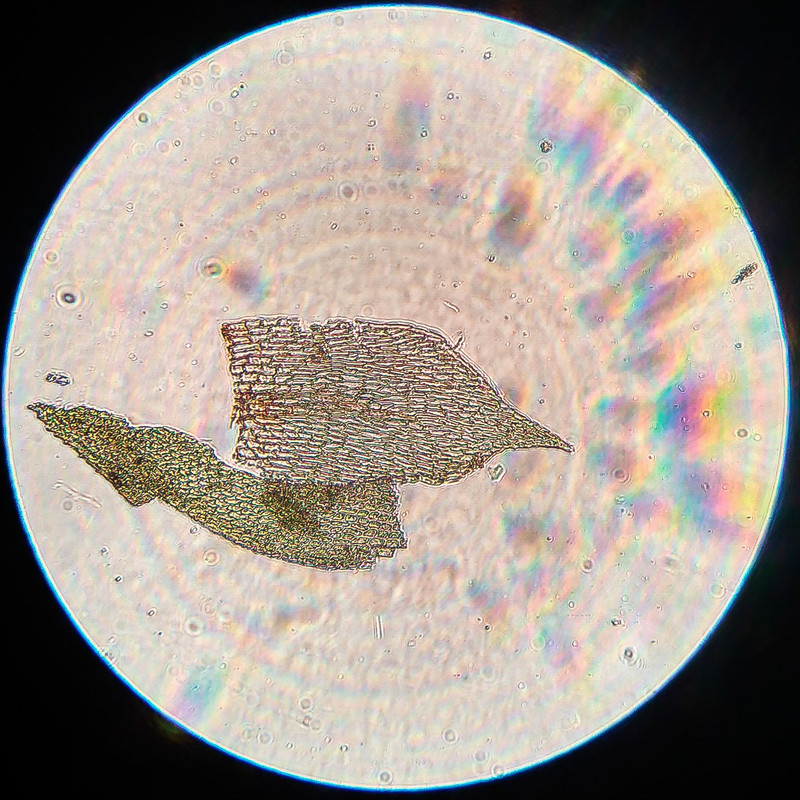 IMG 20250615 222420 HDR