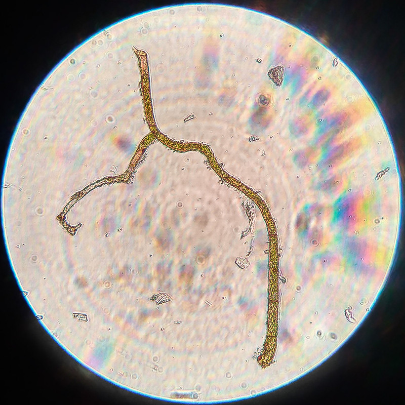 IMG 20250615 222240 HDR