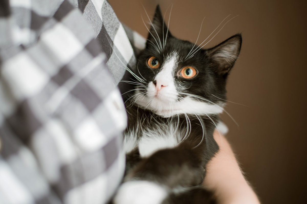 Разбойник2-2