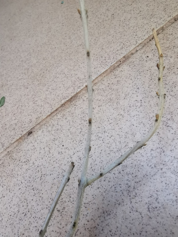 Obrázek WhatsApp, 2025-07-01 v 10.17.02_36bd7873