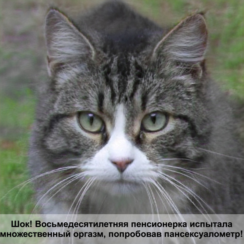 автоматическая кормушка для кошек своими руками