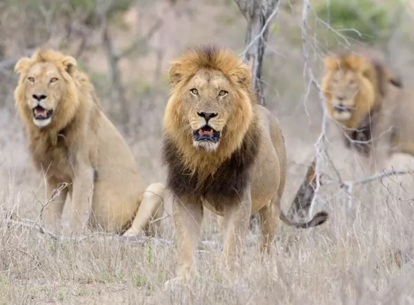 [Image: lion-facts-with-pictures-and-video-6648-...24730.webp]