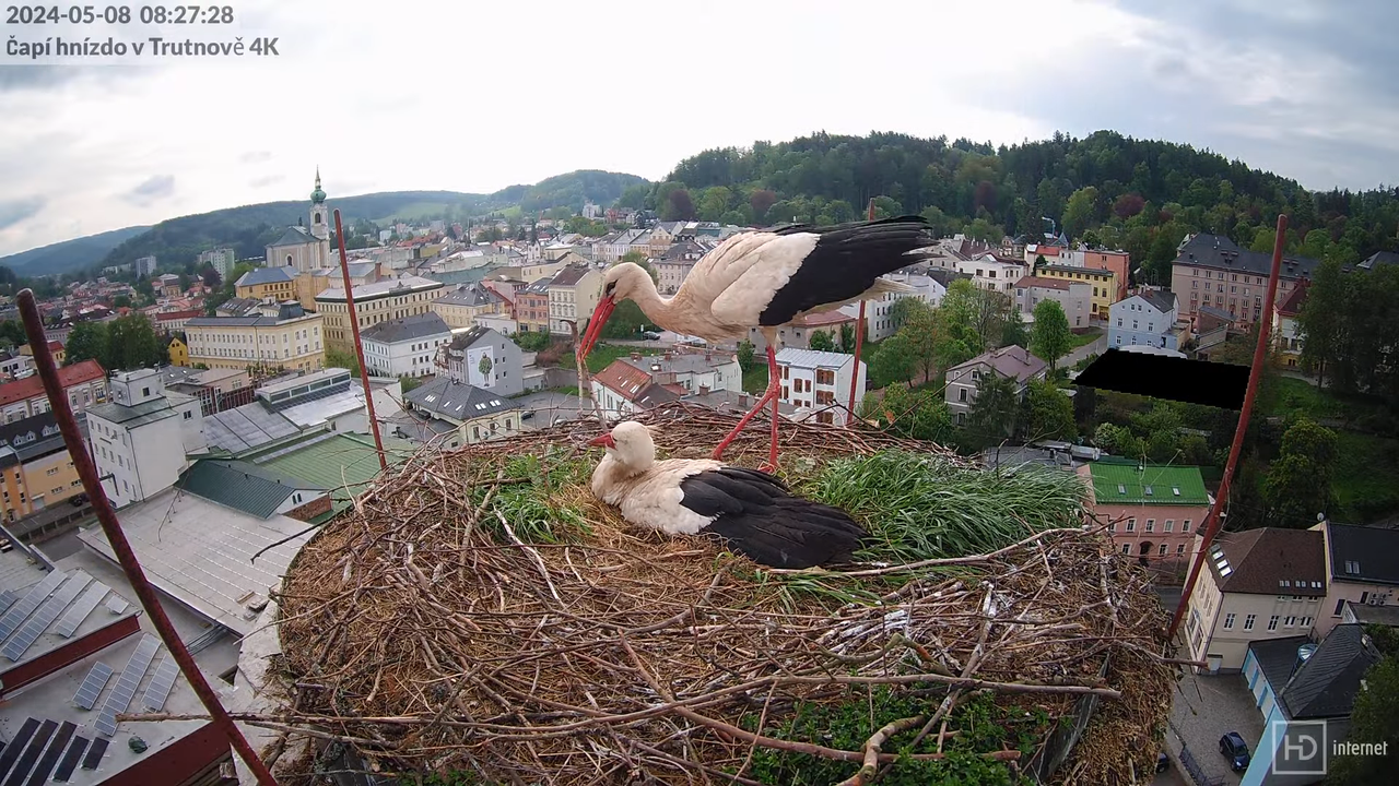 Tiešraidē no stārķa ligzdas uz alus darītavas skursteņa Trutnovā 8-47-23 screenshot