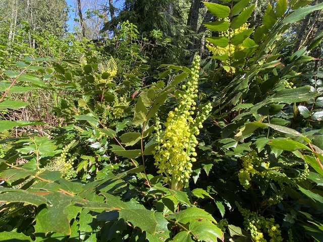 [Image: A978-DA5-A-260-E-4222-9349-CF0-EB1253242.jpg]