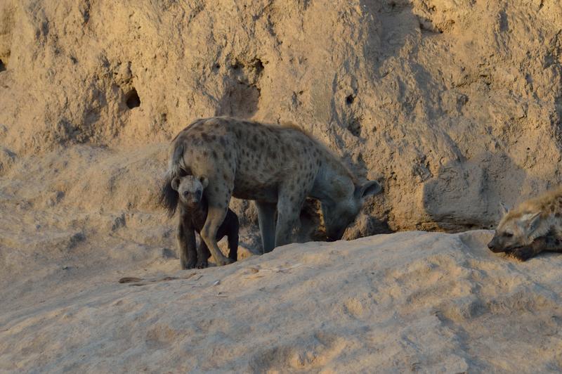 DÍA 12: SABI SAND (Elephant Plains Game Lodge) - Sudáfrica y Seychelles 2018 - Una Honeymoon llena de vida (3)