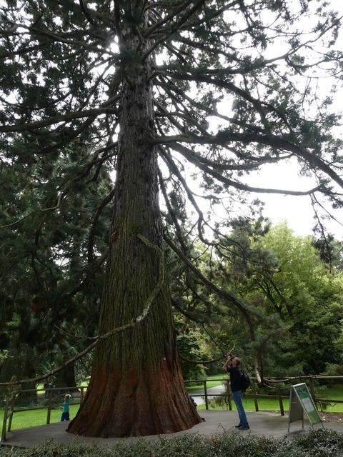 Día 5- Isla de Mainau y Constanza - ALSACIA, LAGO CONSTANZA Y SELVA NEGRA - Agosto 2017 (5)