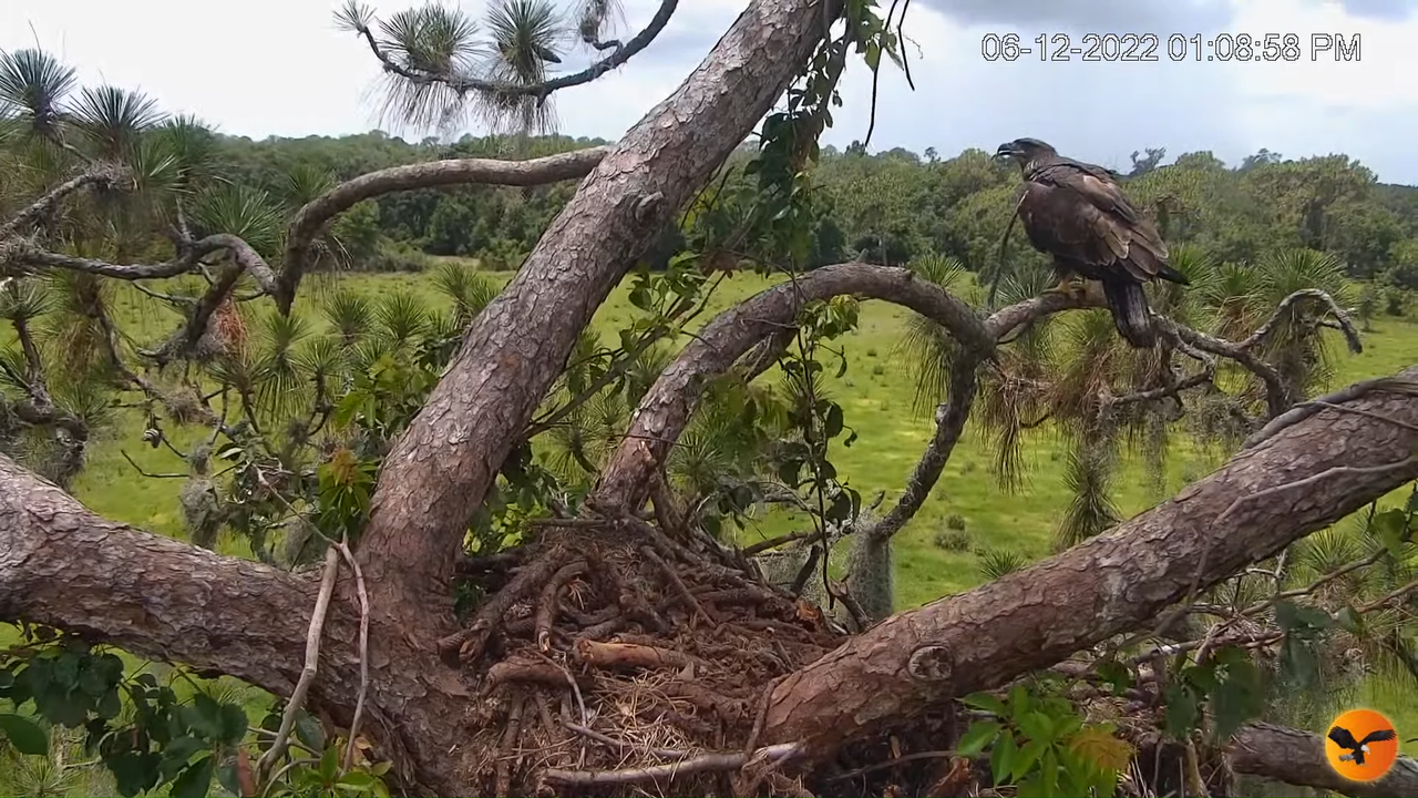 EC Nest Cam 11-52-12 screenshot (1)
