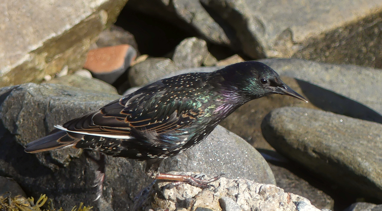 STARLING 4 280724