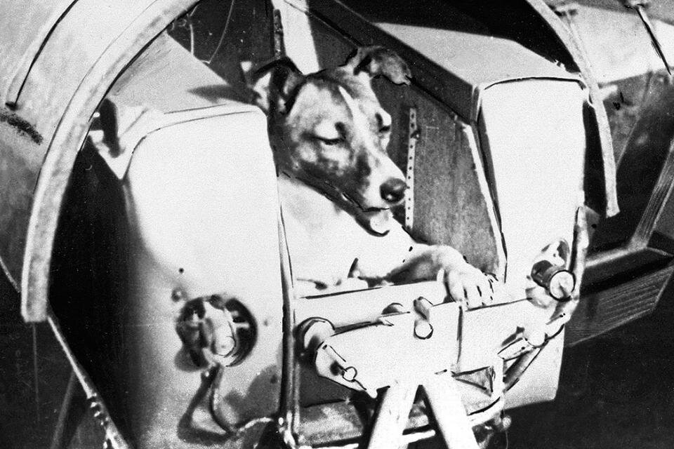 A 64 años de la hazaña de la perra Laika, primer ser vivo enviado al espacio