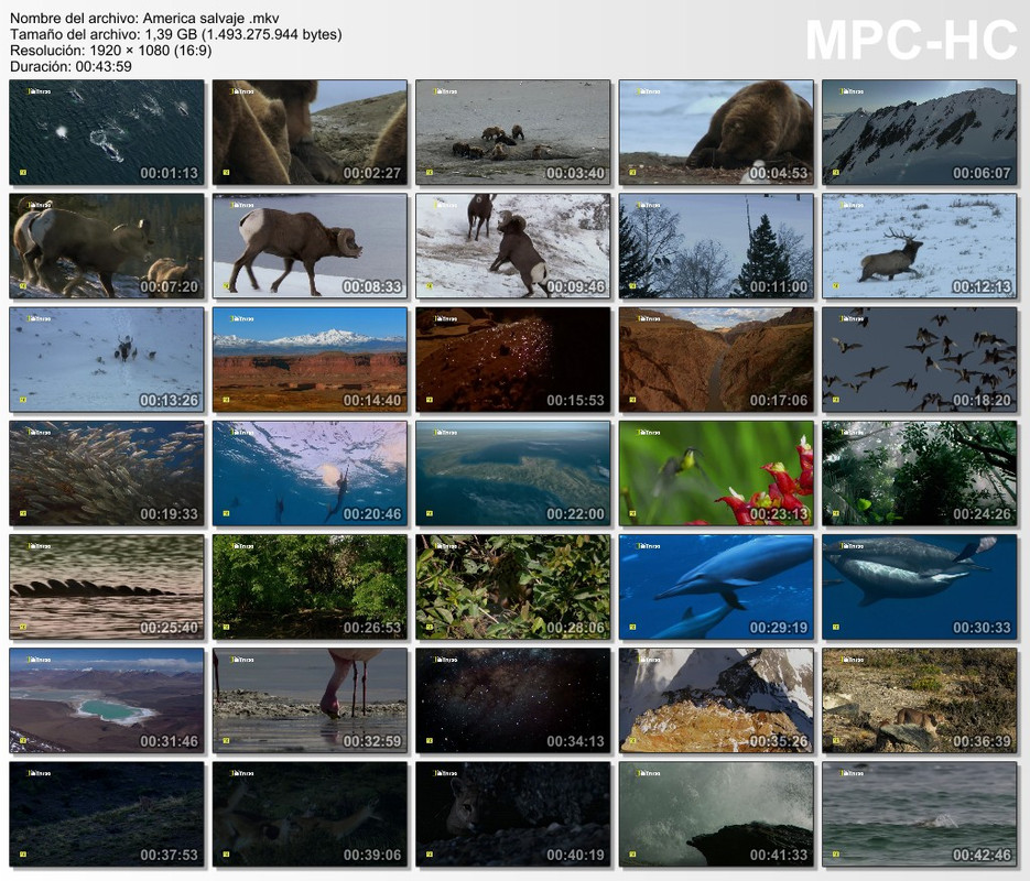 América Salvaje (2017).NatGeo.HDTV 1080 AAC Español América Salvaje (2017).NatGeo.HDTV 1080 AAC Español
