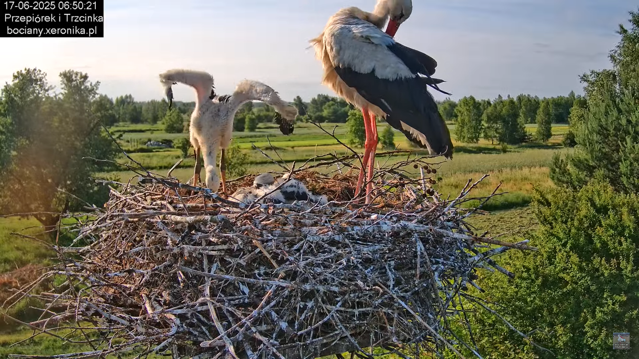 17062025bociany23
