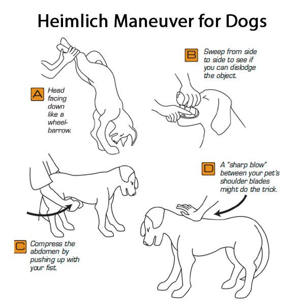 A head facing down like a wheel barrow B sweep from side to side to see if you can dislodge the object C compress the abdomen by pushing up with your fist D a sharp blow between your pets shoulder blades might do the trick