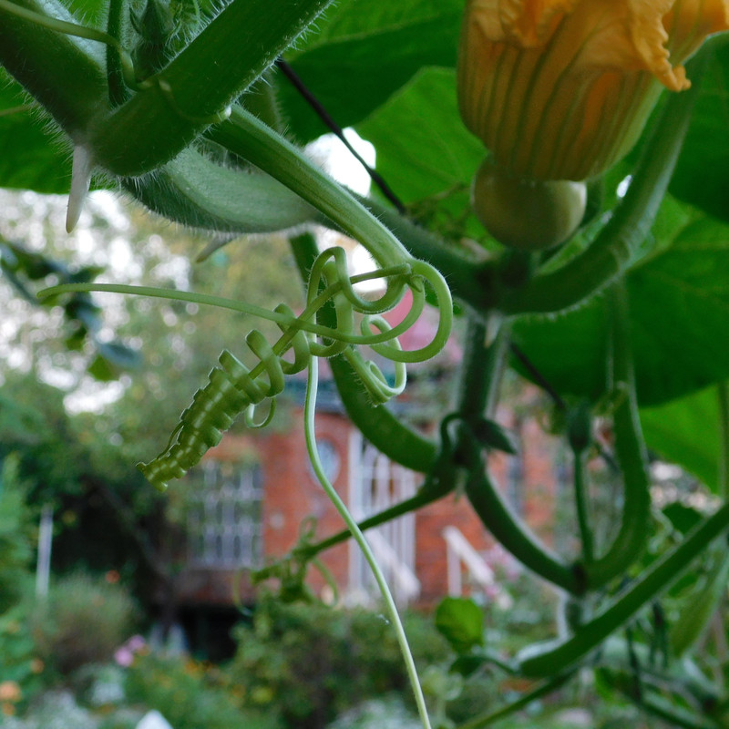 Дачно-барбейское июль, Харлинское 2-я серия 020