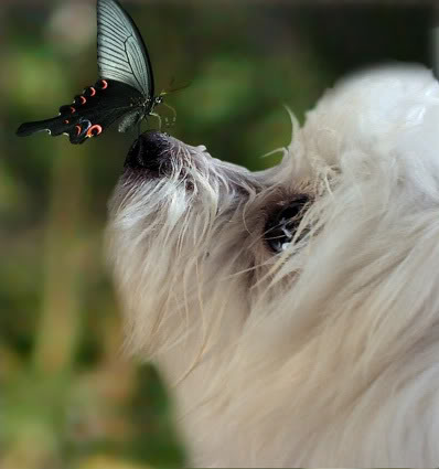 Dog-and-Butterfly
