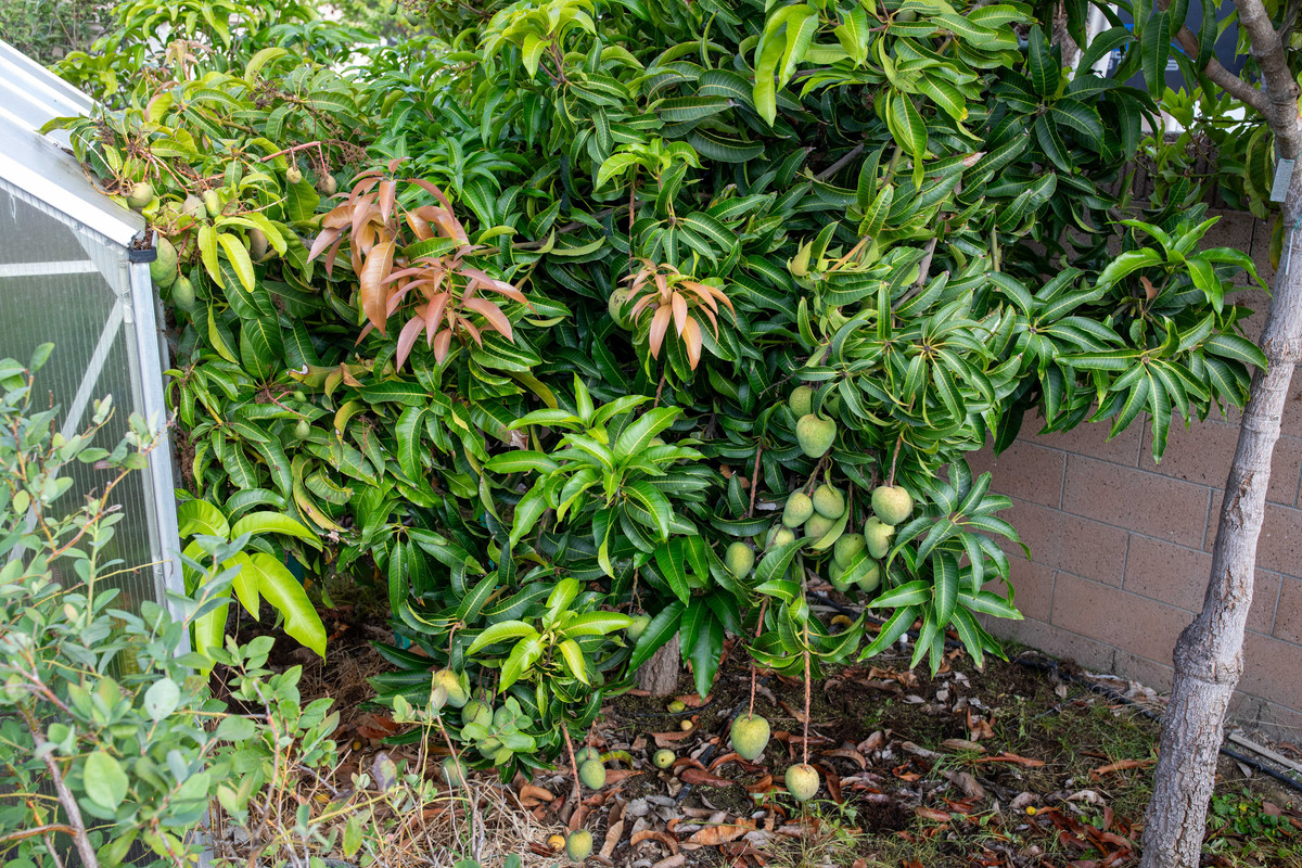 8U1A4214  Seacrest-CC Mango Tree with Developing Fruit (8-10-2024)