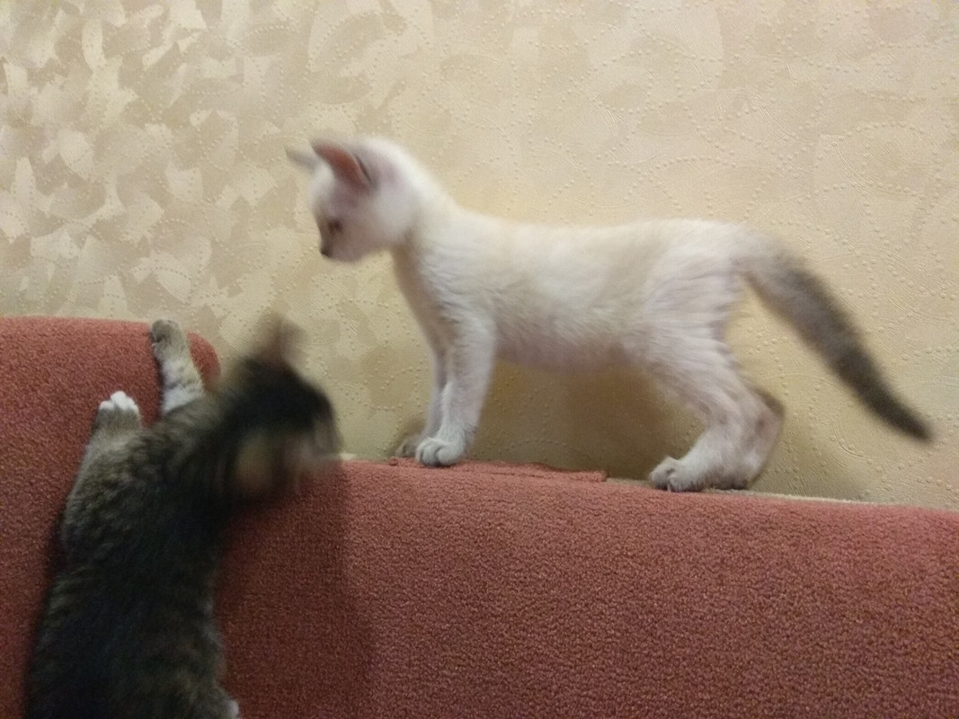 ШкетШпингалет3