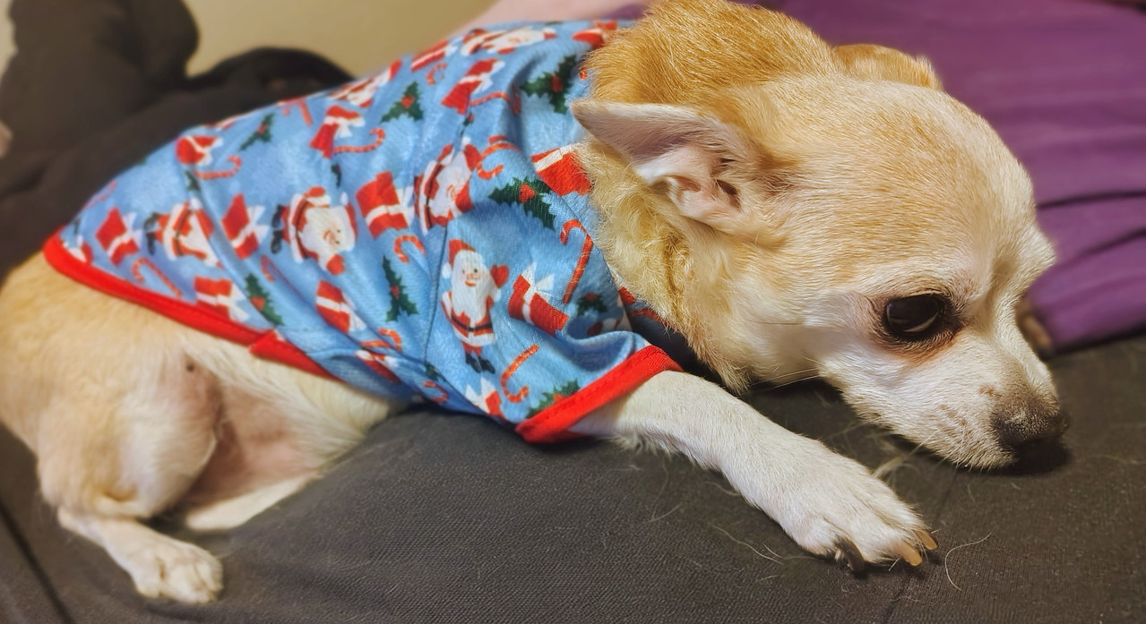 IMG 20251209 134618838 HDR PORTRAIT 3