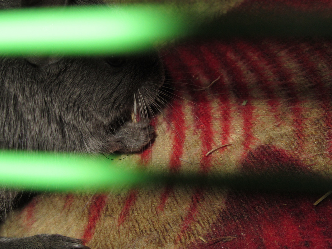 Дарик лапки 2