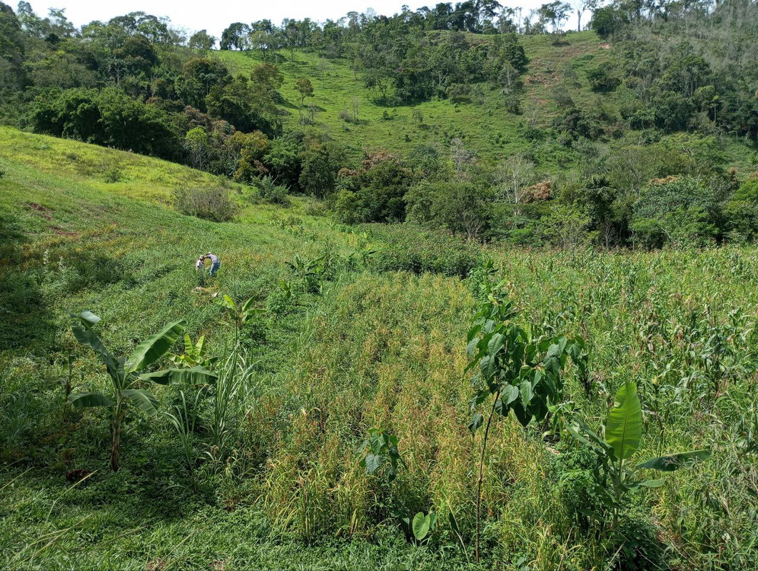 colheita-do-arroz.jpg