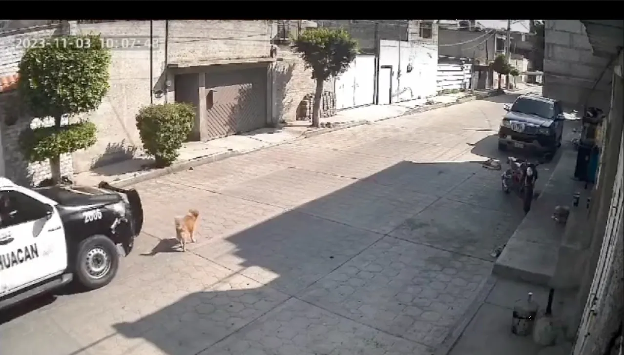 Policías de Edomex atropellan a un perrito y causan indignación en redes: Video