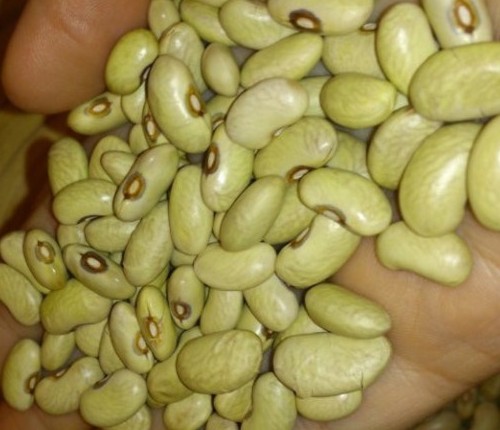 slavonski-zeleni-grah