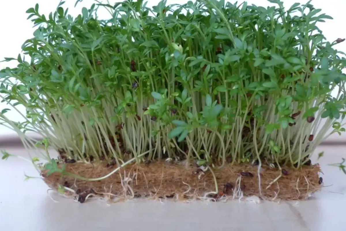 Hemp Microgreens