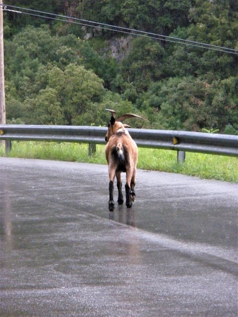 PICOS DE EUROPA-16-5-2013-LEON/ASTURIAS/CANTABRIA - Paseando por España-1991/2016 (58)