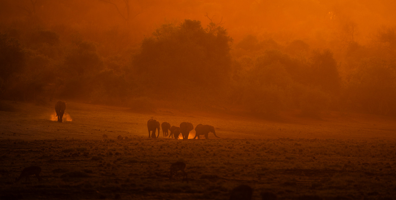 Girafes au coucher du soleil africain