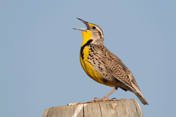 [Image: 0077-Western-Medowlark-DSC-4.gif]