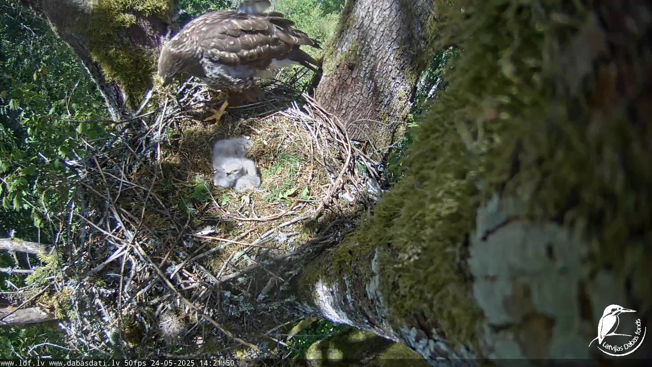 Melnās klijas (Milvus migrans) Kurzemē_ peļu klijāni (Buteo buteo) 11-52-50 screenshot