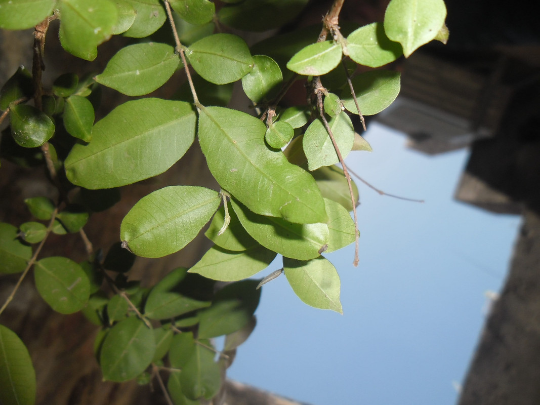 unidentified_backSAM_6265