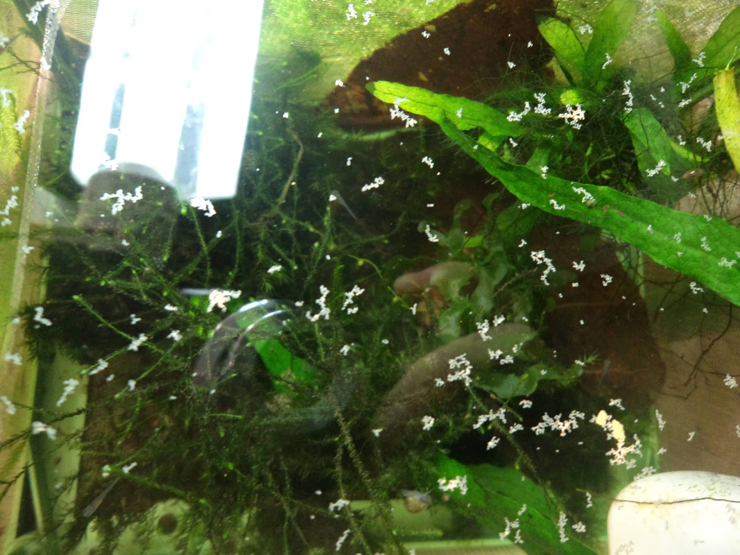 Mini Danio crescono (1)