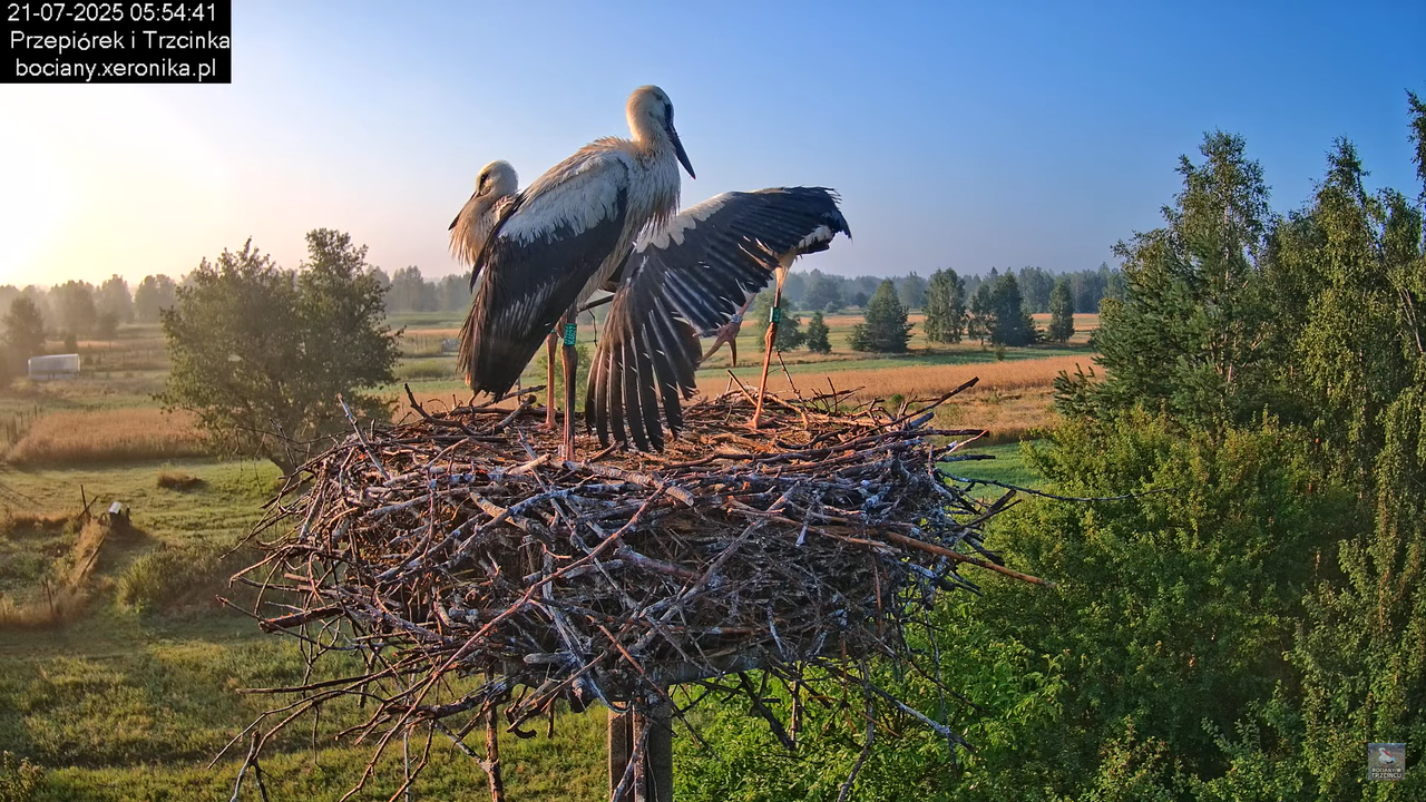 21072025bociany12