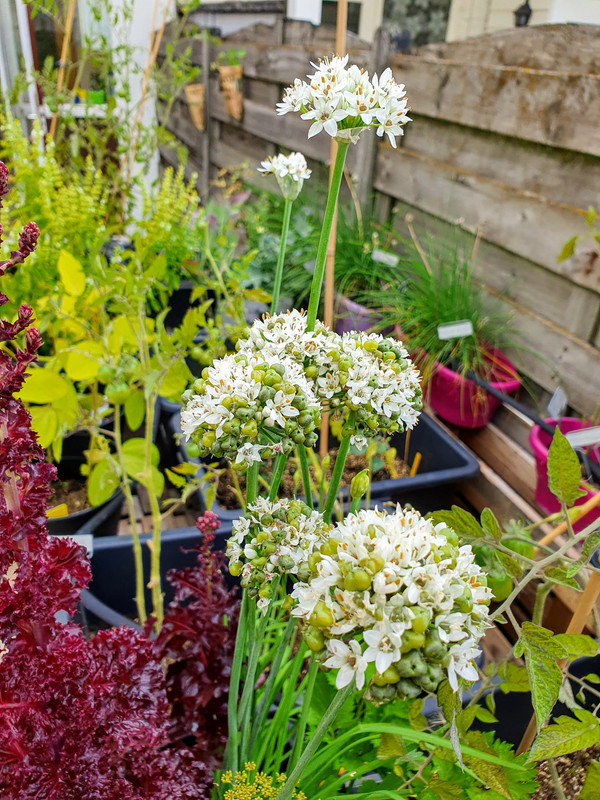 Bloeiende-chinese-bieslook.jpg